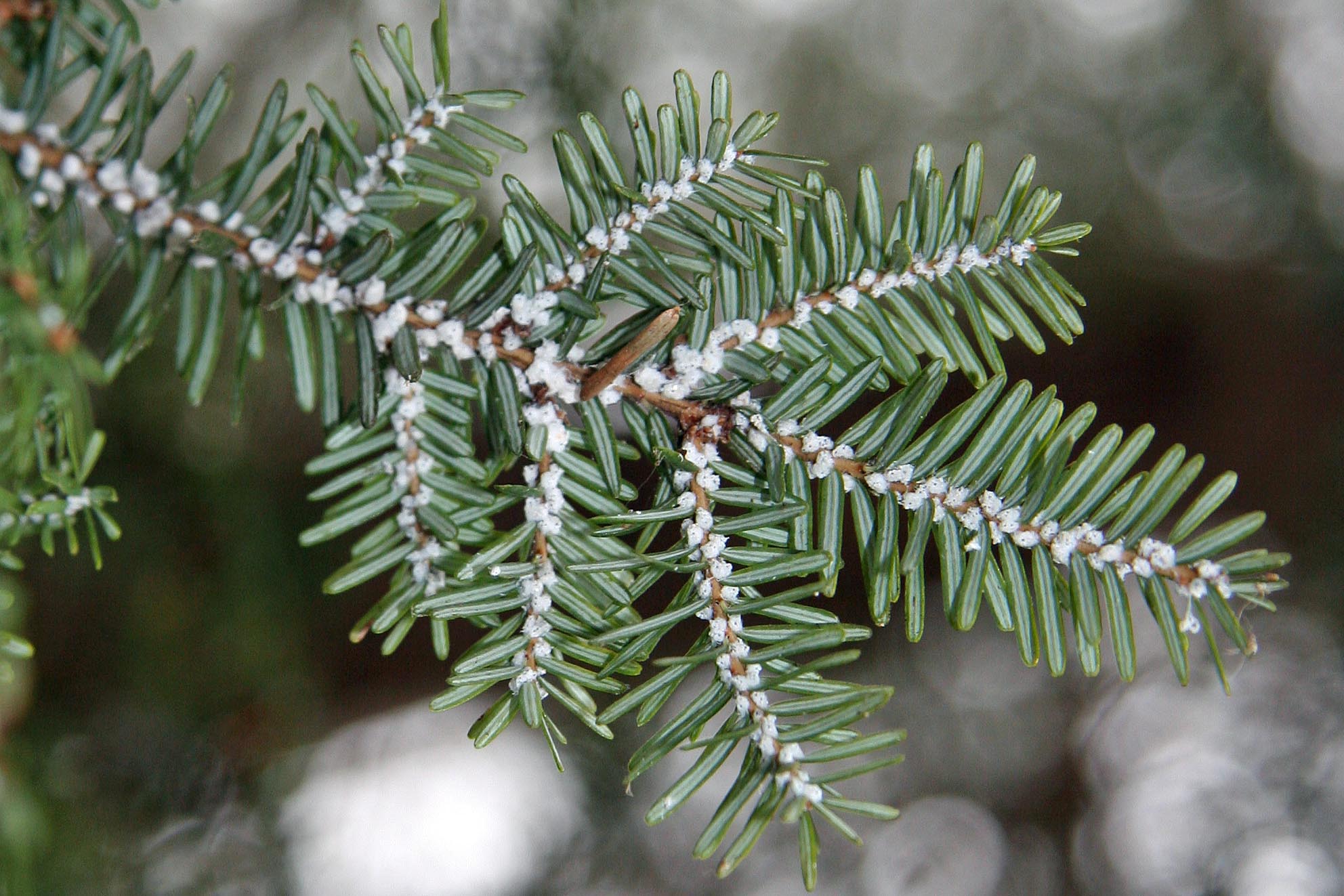 HWA on hemlock branch